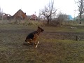 Выполняем комплекс по передним лапам (ОКД).