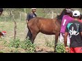 cavalos