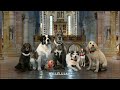 dogs at the holidays