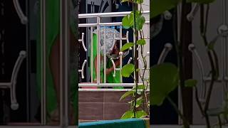 Aunty Deep Cleaning Hidden Subscribe & Press