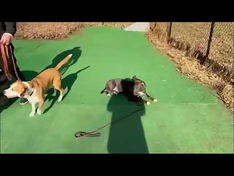Adoptable Dogs