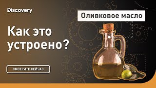 Оливковое Масло | Как Это Устроено? | Discovery