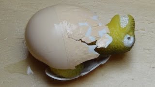 Мини инкубатор своими руками Мини инкубатор своими руками