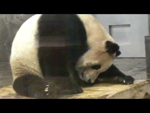 王子動物園　パンダのコウコウ　眠たいけど、食べたいけど