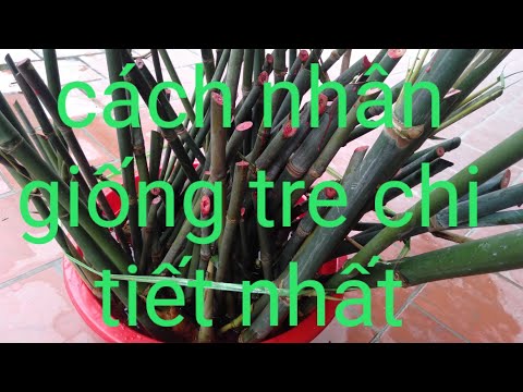 Hướng Dẫn Nhân Giống Tre Mạnh Tông Chi Tiết Đạt Tiêu Chuẩn Sống Cao Nhất - Huấn Nông Dân