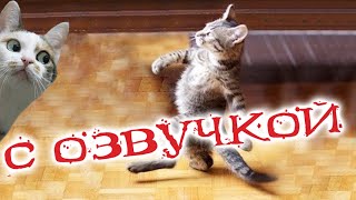 Приколы С Котами! Самая Смешная Озвучка Животных! Засмеялся Подписался!