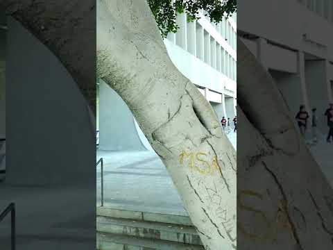 Diego Najera Classic Skateboarding Shorts #skateboarding