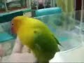 image Hewan Lucu Ban Hewan Lucu Ban Akibat Diajarin Nonton Aneh