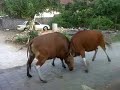Funny Pertarungan Banteng Menggila images Funny Pertarungan Banteng Menggila