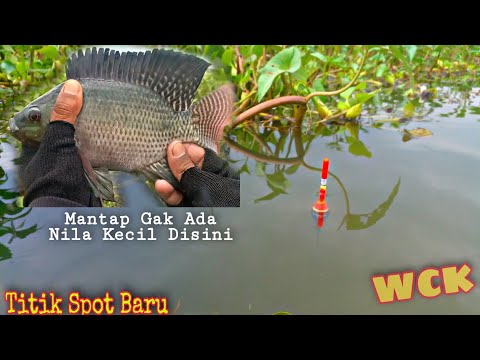 Spot Baru❗Nila Babon Disini Ganas" Ternyata || Mancing Waduk Cengklik || Mancing Nyobok