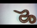 Stripe Sand Boa and Albino Checkered Garter Snake (1st Video of the New Year)