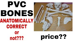 Should A 1St Year Mbbs Student Buy Bone Set?Pvc Human Bone Set Reviewprice, Anatomical Correctness