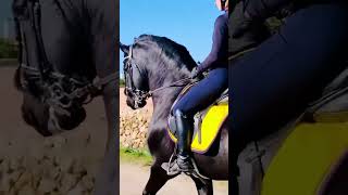 Friesian Horse Riding By Beautiful & Professional Lady Trainer