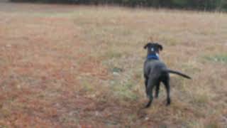 American Staffordshire Terrier Sagebrush Having Calm Walk With Daddy...then All Hell Breaks Loose