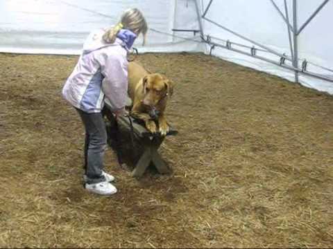 Rhodesian Ready Position