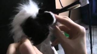 Random Webkinz Skits 2