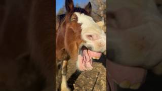 The Cutest!!! Yawning Clydesdale #Shorts #Horselife #Clydesdale #Equine #Rescuehorse #Cuteanimals