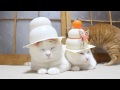 のせ猫 x 鏡餅 round rice cake cat