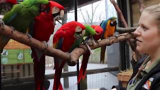 Meet our Macaws