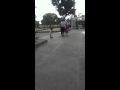 Niño peruano bailando nose q
