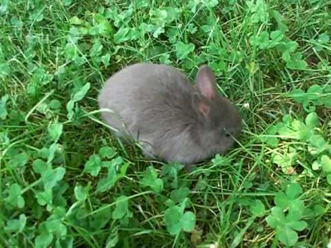 neverland dwarf rabbits. neverland dwarf rabbits. Purebred Netherland Dwarf Doe; Purebred Netherland Dwarf Doe. Scepticalscribe. Feb 16, 07:18 AM. Go with the 5th Gen Nano[/B]