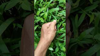Long Haired Caterpillar