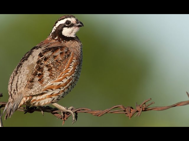 Watch Wild "Bob White" Quail (Catch Clean Cook} Smoked n' Fried Whole Quail on YouTube.