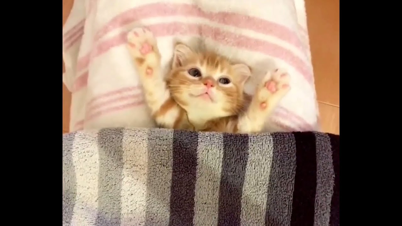 Эро Видео Cute Kitty