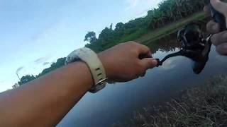 Casting Ikan Bulan Indo-Pacific Tarpon Guna Micro Jig