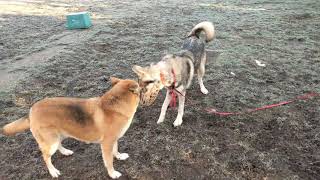 Mac with other dogs
