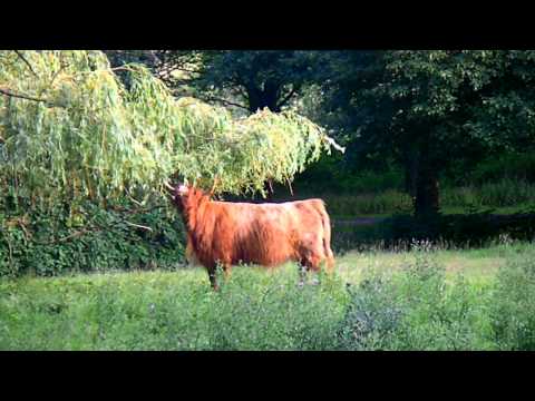 Schotse Hooglander Video Schotse Hooglander Video