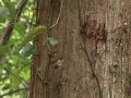 Arabic-Web-Taiwanese former hunter to save Formosan Black bear