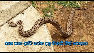 Russells Viper - High Venomous Snake