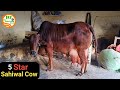 👍5 Star elite #Sahiwal #Cow( Milk 22Kg in 3rd Lactation)👍Ramesh ji Village Morkhi, Jind.👍