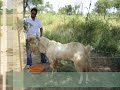 rajasthan goat farming