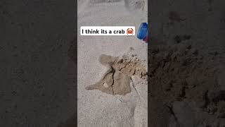 I Think Its A Crab