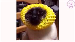 Animals Try on Funny Costumes - Funny cats Videos Compilation
