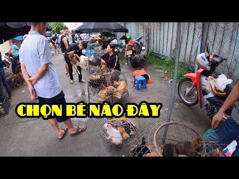 Chợ Chó Mèo Lớn Nhất Hà Nội Tẩu Hỏa Nhập Ma Vì Không Biết Chọn Con Nào.