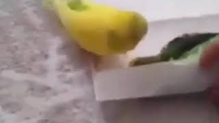 Qusun Sədaqətliyine Baxin