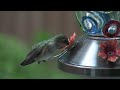 Closeup Hummingbird HD Canon Vixia HF S20 24F