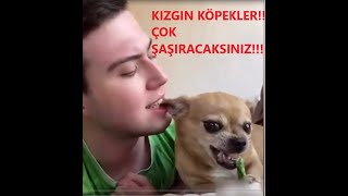 KIZGIN KÖPEKLER ÇOK ŞAŞIRACAKSINIZ l KOMİK KÖPEKLER