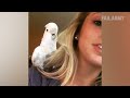 My Pet is Dumb: Pet Fails | FailArmy