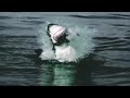 Shark Attack (reverse slow motion)