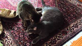 Lola And Gray Lick Each Others Faces