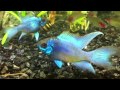 Electric Blue Ram cichlid