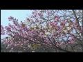 坂本ちゃん 僕の花