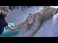 Lion attacks man at home