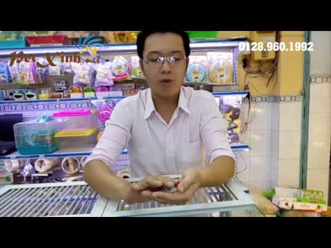 Cách nuôi hamster - Tìm hiểu về các loại hamster - PetXinh.net