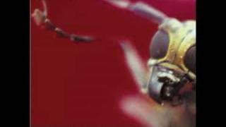 Watch Calla Fear Of Fireflies video