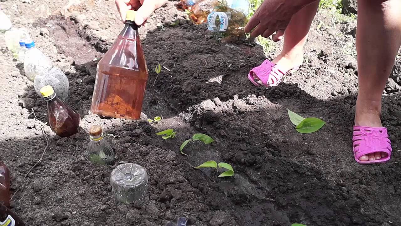 Клематис когда сажать черенки Клематис когда сажать черенки